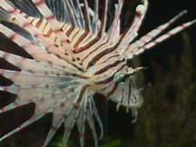 volitanlionfish.jpg (14321 bytes)